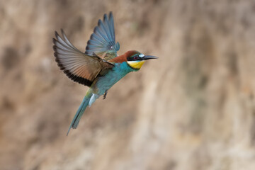 European bee eater in flight Merops apiaster flying