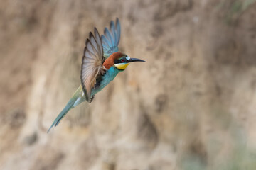 European bee eater fly near nest Merops apiaster in flight