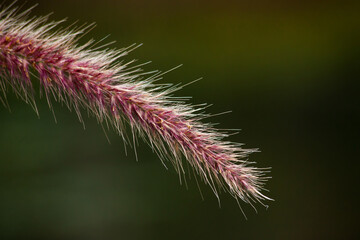 Red plant in the sunshine