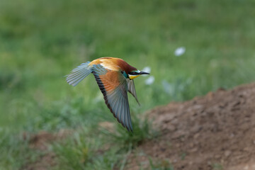 European bee eater in flight. Merops apiaster