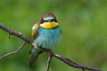 Fototapeta premium Bee eater perched on branch (Merops apiaster)