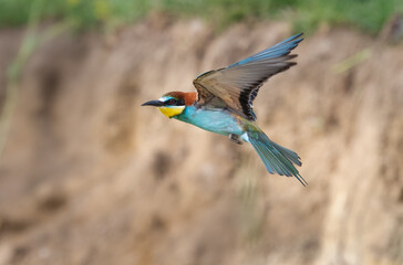 European bee eater Merops apiaster flying in natural habitat