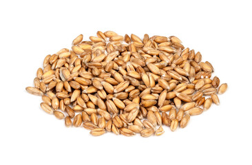 handful of Spelt wheat grains closeup on white