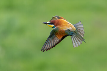 European bee eater flying Merops apiaster