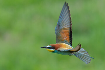 Colorful bee eater in flight Merops apiaster flying