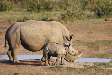 Breitmaulnashorn / Square-lipped rhinoceros / Ceratotherium Simum.