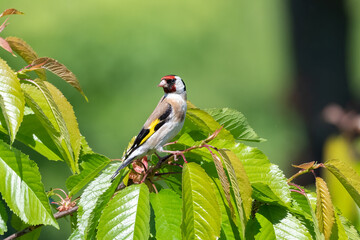 European goldfinch perched (Carduelis carduelis) settle on branch