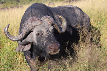 Obraz premium Kaffernbüffel / African buffalo / Syncerus caffer