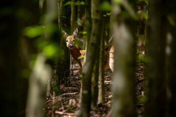 Reh im dichten Wald