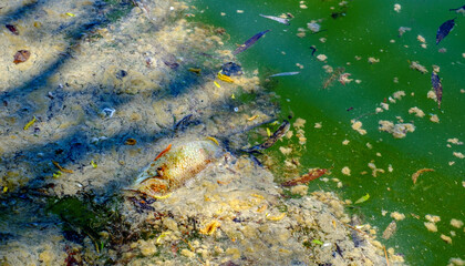 dead fish in polluted water