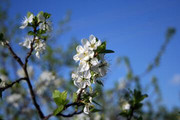 white cherry blossom