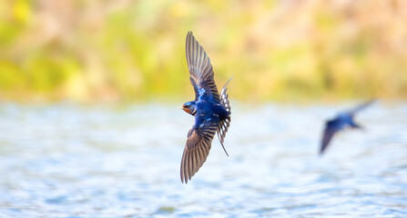 Barn swallow Hirundo rustica flies over the water and catches insects. - obrazy, fototapety, plakaty