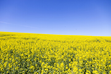 Obraz premium Rapsfeld