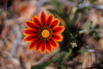 orange flower in garden