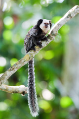 Macaquinho