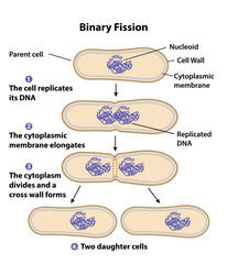 Binary fission process of cell reproduction in the division stages. Diagram of nucleus, parent cell, daughter cells, cytoplasmic membrane, DNA, chromosome copying, and division steps. - obrazy, fototapety, plakaty