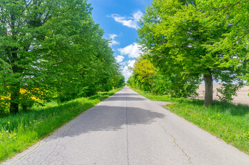 Fototapeta na wymiar Countryside road with trees at summer time.