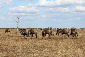 Streifengnu / Blue wildebeest / Connochaetes taurinus...