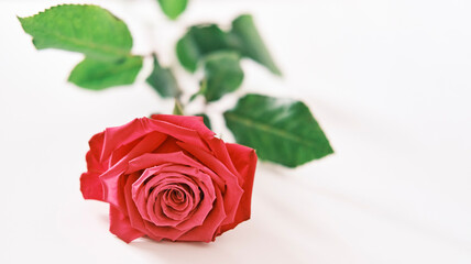 Scarlet rose on white background
