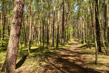 The picture from the natural park Kersko-Bory by the town of Písty in Czech Republic. The beautiful fresh pine Wood with moss on the ground with sandy footpaths. 