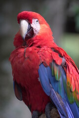 Arara 2