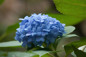 Blue Hydrangea flower