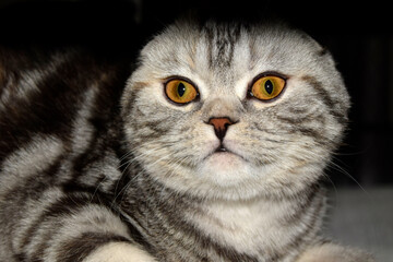Portrait of a black-white-gray cat with yellow eyes. Head close-up. Scottish Fold cat.