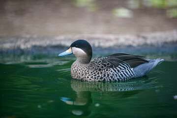duck on the water, The silver teal swimming,  versicolor teal (Spatula versicolor) in the pond