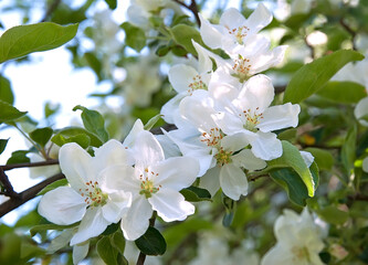 An apple white flowers