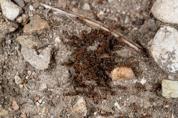 ants on the ground