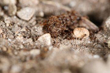 ants on the ground