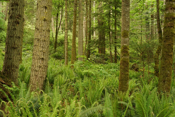 Obraz premium footpath in the forest