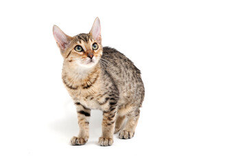 Obraz premium A purebred smooth-haired cat stands on a white background