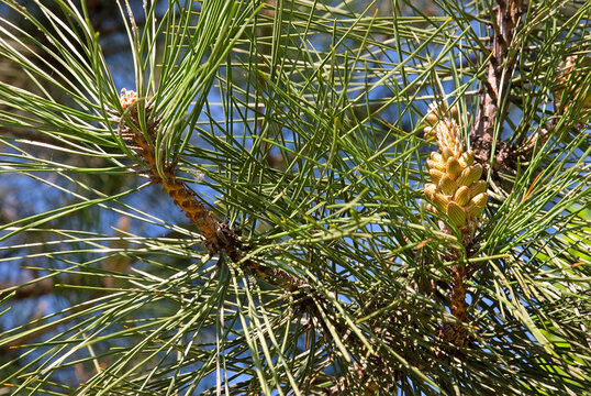Green pine needles