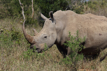 Obraz premium Breitmaulnashorn / Square-lipped rhinoceros / Ceratotherium Simum