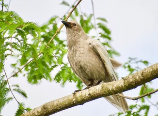 rare white crow sitting on branch