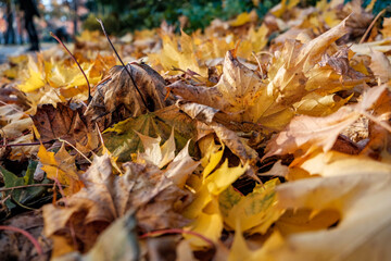autumn leaves on the grass
