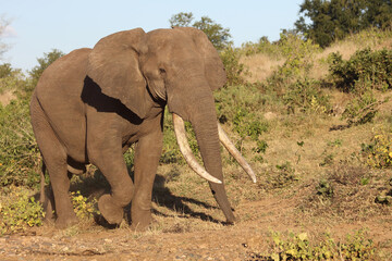 Afrikanischer Elefant / African elephant / Loxodonta africana
