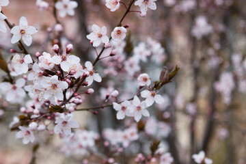 Obraz premium Branches of a blossoming tree against the sky. Cherry plum flowers.