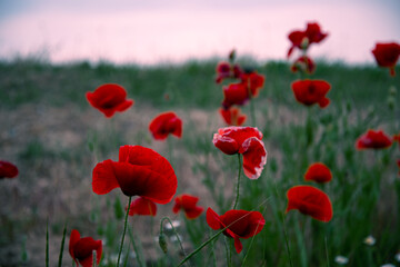 Fototapeta na wymiar Beautiful floral background. Poppy bloom. Red flowers with green grass.