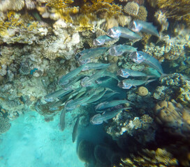 Stunning undersea coral reef view, Red Sea, Egypt, Sharm El Sheikh