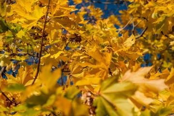 yellow autumn leaves