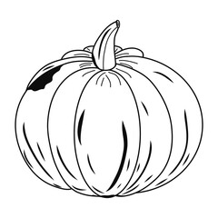 Contour pumpkin icon. Black graphic sketch. Idea for decors, logo, covers, holidays, gifts, art. Isolated vector.