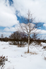 Belgium, high fens, a birch in the middle of the fens