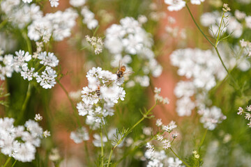 flowers of a Coriander,  Coriandrum sativum