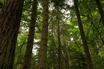 Fototapeta premium trees in the forest