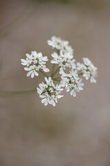 flowers of a Coriander,  Coriandrum sativum
