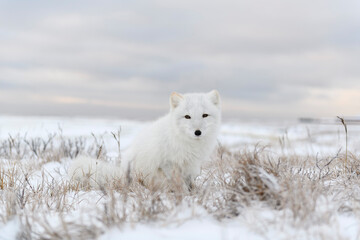 Obraz na płótnie Canvas Arctic fox (Vulpes Lagopus) in wilde tundra. Arctic fox sitting.