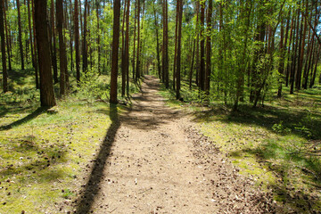 The picture from the natural park Kersko-Bory by the town of Písty in Czech Republic. The beautiful fresh pine Wood with moss on the ground with sandy footpaths. 