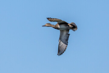 Wild duck or mallard, Anas platyrhynchos flying over a lake in Munich, Germany